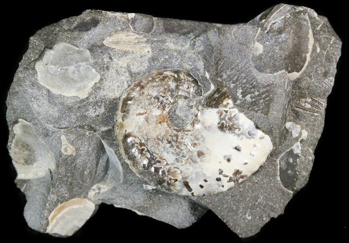 Iridescent Discoscaphites Ammonite - South Dakota #44055